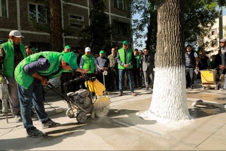 В Ташкенте стартовала экоакция по освобождению деревьев, окруженных бетонными покрытиями