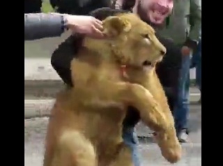 Самарқандда шер боласи топиб олингани ҳақидаги хабарга муносабат билдирилди