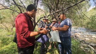 Қашқадарёда Қизил китобга киритилган Амударё гулбалиқлари ноқонуний овланди