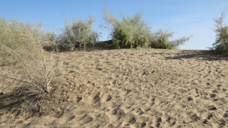 В Узбекистане проведен анализ риска стихийных бедствий для сельского хозяйства