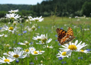 Прогноз погоды на 13 августа
