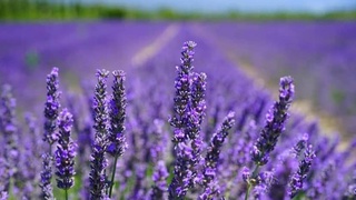 Гуляя по лавандовым плантациям… в Навои