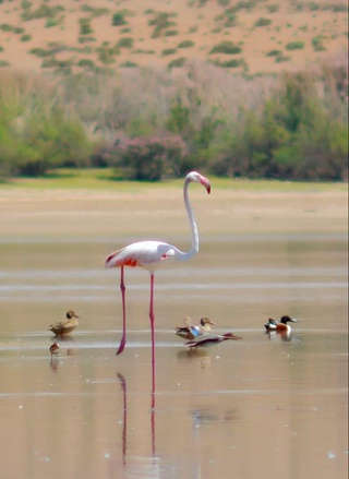 Фламинго қушларини кўрганмисиз?