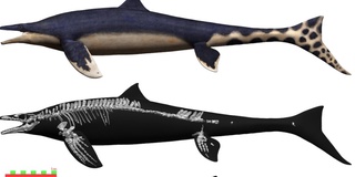 Японияда 72 миллион йил аввал яшаган “мовий аждаҳо” қолдиқлари топилди