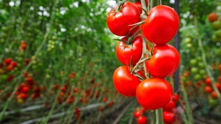 Россия агрохолдинги Сурхондарёда янги иссиқхона мажмуасини барпо этади