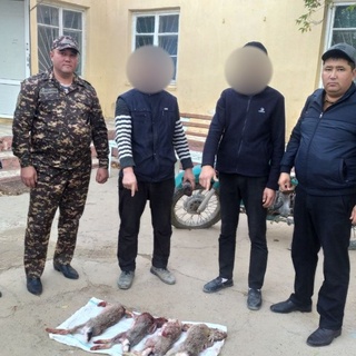 27 ta quyon ovlaganlar ushlandi