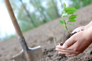 Биылғы «Жасыл кеңістік» жобасы аясында қанша көшет отырғызылғаны белгілі болды