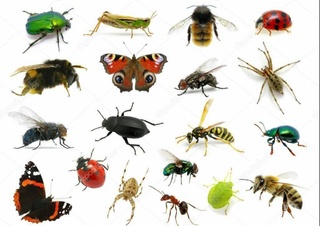 Инсект аллергия: Қайси ҳашаротлар инсон саломатлиги учун хавф солади?