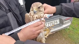 Yirtqich qushning noqonuniy savdosi toʻxtatildi