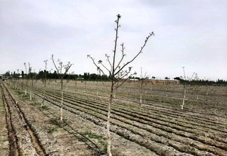 Oʻzbekiston tumanida kivi plantatsiyasi barpo etiladi