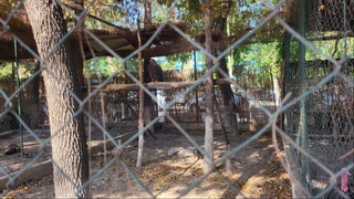 Тошкентда чўл бургутини тутқунликда сақлаган фуқаролар жаримага тортилди