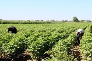 Ўзбекистонда юқори ҳосил олган фермерлар энди уч карра кам ер солиғи тўлайди