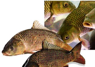 Балиқ ва бошқа денгиз маҳсулотлари нархлари бир ойда ўртача 1,3 % га қимматлашган 