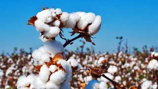 Бу йилги пахта йиғим-терим мавсуми қандай ўтади?