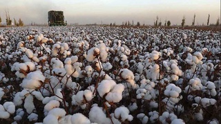 Пахта йиғим-теримига оид Ҳукумат қарори қабул қилинди