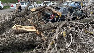 ФВВ кучли шамол вақтида қандай хавфсизлик чоралари кўрилиши бўйича тавсия берди