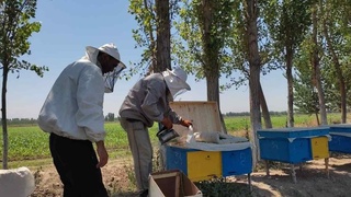 Agroklasterda asal olish mavsumi boshlandi