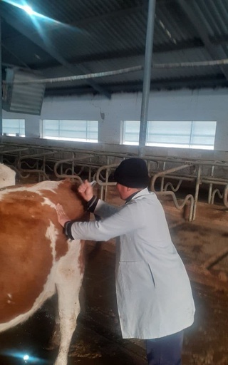 SARS-CoV-2 вирусига қарши иммун сути Қорақалпоғистон фермер хўжалигидаги сигирлардан олинган