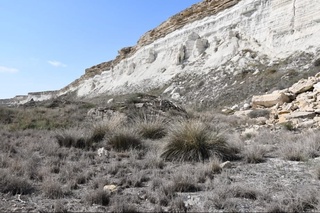 Устюрт платосининг ўсимликлар олами ўрганилди