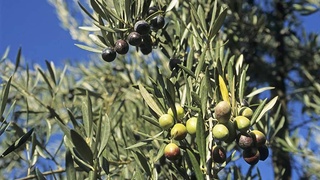 Uzbekistan and Georgia establish new partnerships in olive cultivation