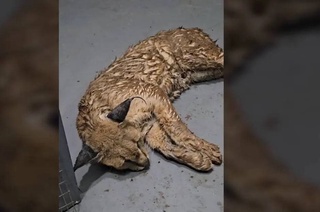 Illegally kept Turkmen caracal was transferred to Tashkent Zoo