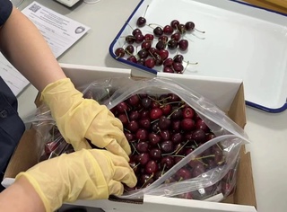 Фарғона вилоятидан юборилган янги гилоснинг биринчи партияси Хитойнинг Ченгду шаҳрига етиб келди