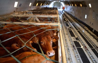 Кувайт Ўзбекистондан чорва моллари экспортини йўлга қўймоқчи