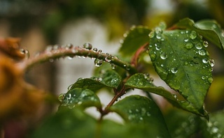 28 май куни баъзи вилоятларда ёмғир ёғиши мумкин