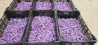 Soʻx zaʼfaroni Kuvaytga eksport qilinmoqda