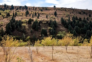 Өзбекстанда жерден нәтийжели пайдаланыў ҳәм ҳуқықбузарлықлардың алдын алыў системасы жетилистирилмекте