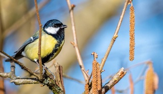 Uzbekistanis will have dry and warm weather up to +15 degrees this week