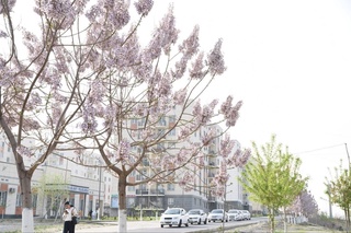 “Тоза ҳаво” умуммиллий лойиҳаси амалга оширилади