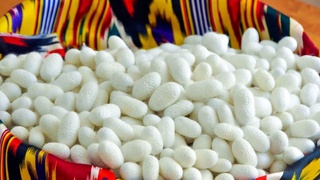 Сайхунобод туманида пилла етиштирган илғор пиллакорлар туман ҳокимилиги томонидан рағбатлантирилди