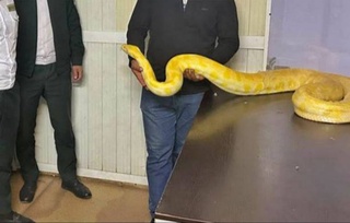 Из Казахстана в Узбекистан пытались незаконно провезти трехметрового питона-альбиноса