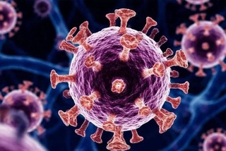 Ученые обнаружили новый механизм проникновения коронавирусов в клетки
