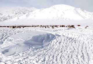 Мўғулистонда совуқ ҳаво туфайли 3 миллион бош чорва нобуд бўлди