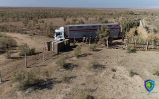 Бухородан Устюртга Туркман қулонлари олиб келинди