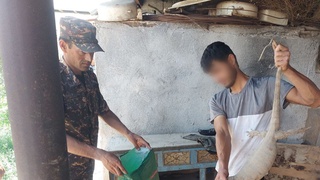 Қашқадарёда 43 та эчкиемарни ўлдириб, терисини шилган браконьерлар қўлга олинди