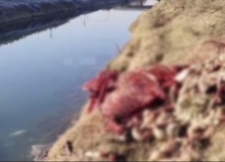 Оққўрғон туманидаги ҳолат назоратга олинган — ИИББ