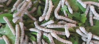 Ипак қурти боқиш мавсумида 89 минг иш ўрни яратилади