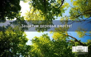 Хокимият Ташкента призвал всех жителей активнее сообщать о случаях безответственного отношения к деревьям