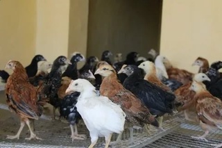 Эҳтиёжманд оилаларга парранда тарқатилмоқда