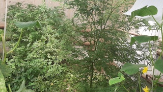 Урганчда ички ишлар ходимига 1000 АҚШ доллари таклиф қилган шахс қўлга олинди