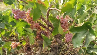 Tojikistonning Hisor vodiysida qishki ayozlar tufayli uzumzorlarning 80 foizdan ortigʻi nobud boʻldi