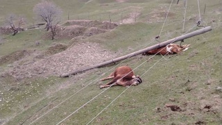 Forishda elektr tayanchi qulab tushib, 3 bosh chorva moli nobud boʻldi