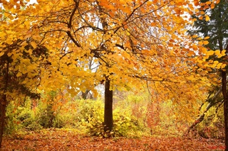 18 октябрь кунги об-ҳаво маълумоти эълон қилинди