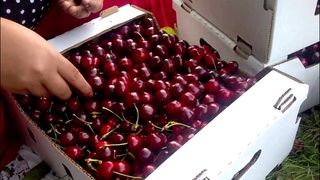 Хитойга 5 минг тонна гилосни етказиб бериш бўйича шартнома имзоланди