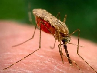 Саҳрои Кабир жанубида жойлашган мамлакатларда ҳар учинчи бола безгакка чалинган – олимлар