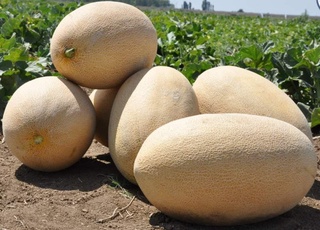 Ўзбекистон қовун ва тарвуз экспортидан қанча даромад қилган?