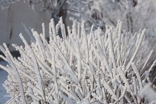 Bugun togʻli hududlarning baʼzi joylarida biroz qor yogʻishi mumkin